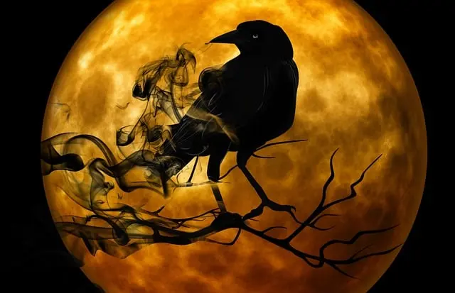 Từ vựng Crow: [n] Con Quạ