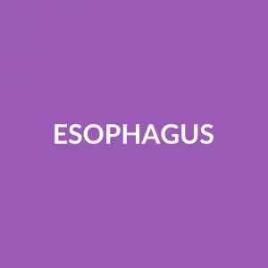 Từ vựng Esophagus: [n] Thực quản