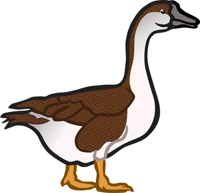 Từ vựng Goose: [n] Con Ngỗng