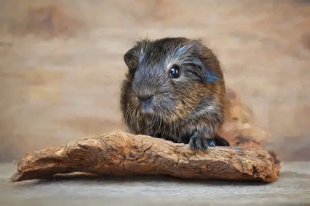Từ vựng Guinea pig: [n] Chuột lang