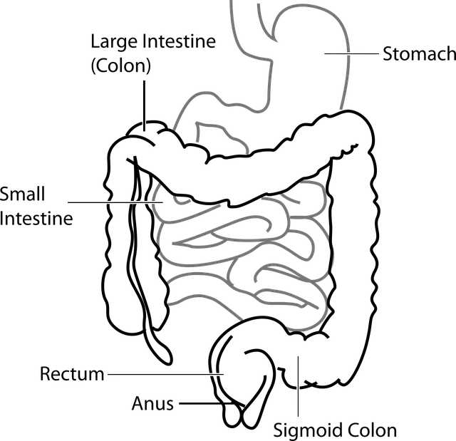Từ vựng Intestine: [n] Ruột