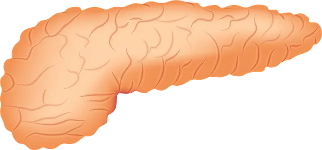Từ vựng Pancreas: [n] Tuyến tụy