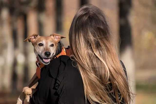 Mẫu câu: I have a small golden retriever.