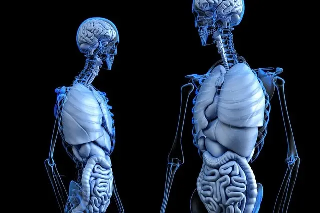 Từ vựng Stomach: [n] Dạ dày