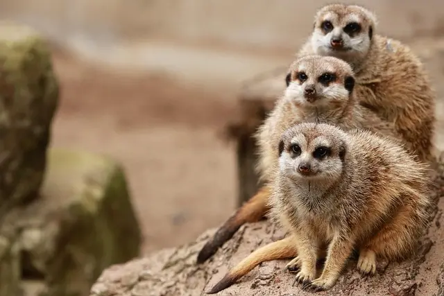 Mẫu câu: I am going to take my son to the zoo.